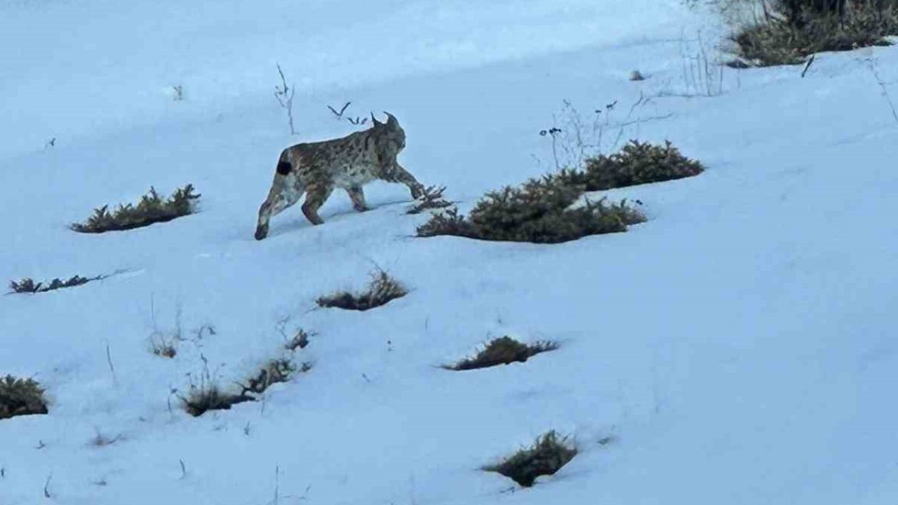 Erzurum’un Tekman İlçesinde Nesli Tükenmekte Olan Vaşak Görüntülendi