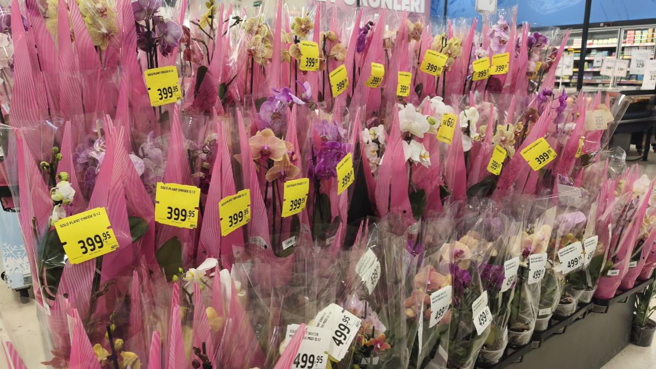 Iğdır 8 Mart'a Hazır: Sokaklar Çiçek Bahçesine Döndü