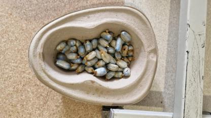 Iğdır Emniyeti'nden Film Gibi Operasyon: Vücudundan Yaklaşık 1 Kilo Uyuşturucu Çıktı!