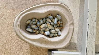 Iğdır Emniyeti'nden Film Gibi Operasyon: Vücudundan Yaklaşık 1 Kilo Uyuşturucu Çıktı!