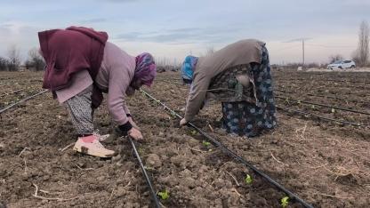 Iğdır Ovası’nda Bereketli Başlangıç: İlk Marul Fideleri Toprakla Buluştu