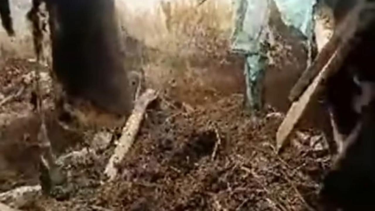 Iğdır Tuzluca’da Ahır Çöktü: Hayvanlar Son Anda Kurtarıldı