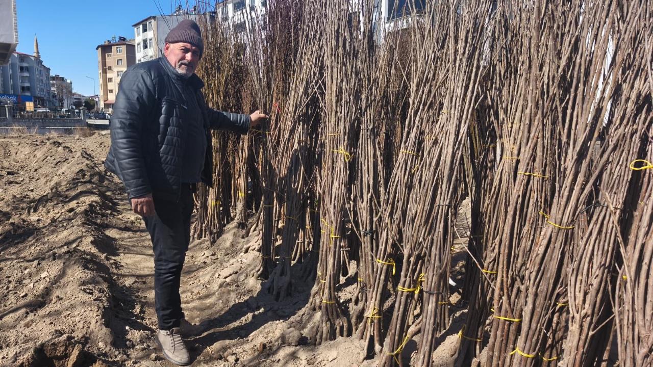 Iğdır’da Fidan Satışları Başladı! Bahar Hareketliliği Yaşanıyor
