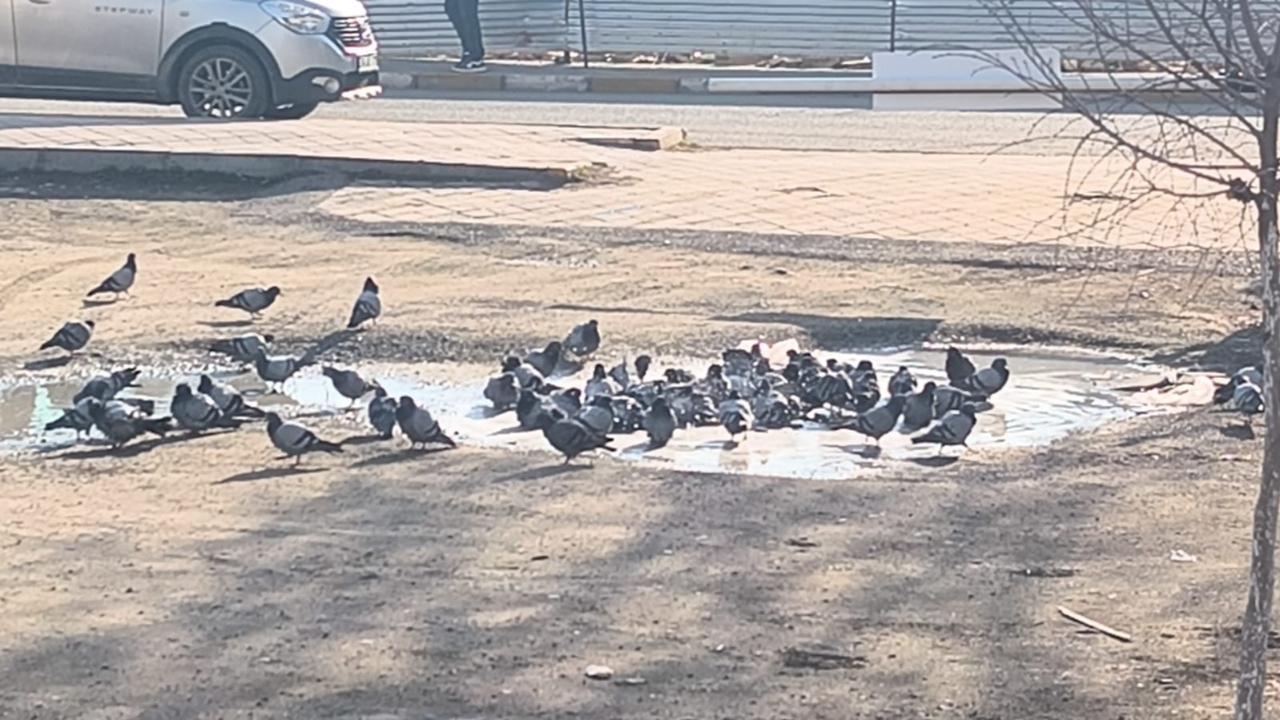 Iğdır'da Güvercinlerin "Güneş Keyfi": Esnafın Suyuyla Serinleyip Çatılarda Güneşlendiler