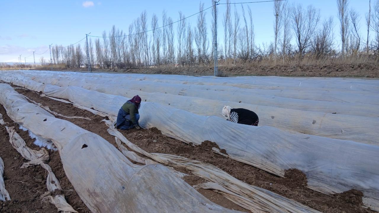 Iğdır’da karpuz fideleri toprakla buluştu