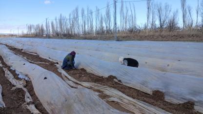 Iğdır’da karpuz fideleri toprakla buluştu