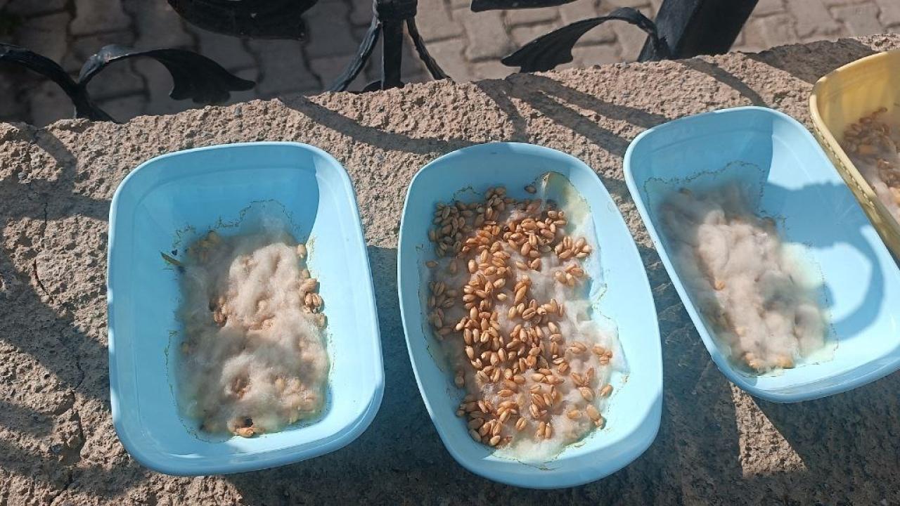 Iğdır’da Nevruz Coşkusu: Semeniler Toprakla Buluştu, Baharın Müjdecisi Yaşatıldı