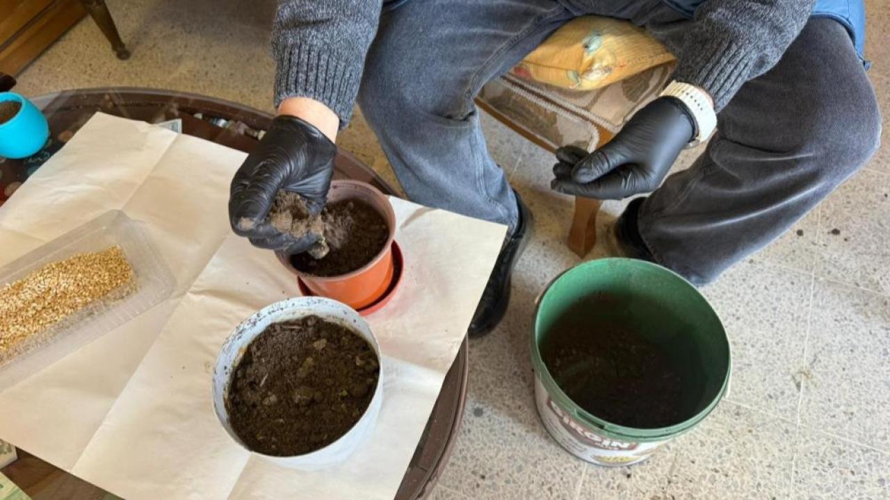 Iğdır’da Nevruz Hazırlıkları Başladı: Semeniler Yeşermeye Başladı