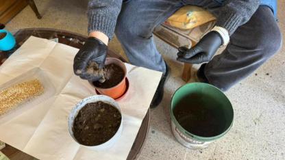 Iğdır’da Nevruz Hazırlıkları Başladı: Semeniler Yeşermeye Başladı