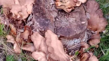 Iğdır’da Orman Mantarı Sezonu Açıldı