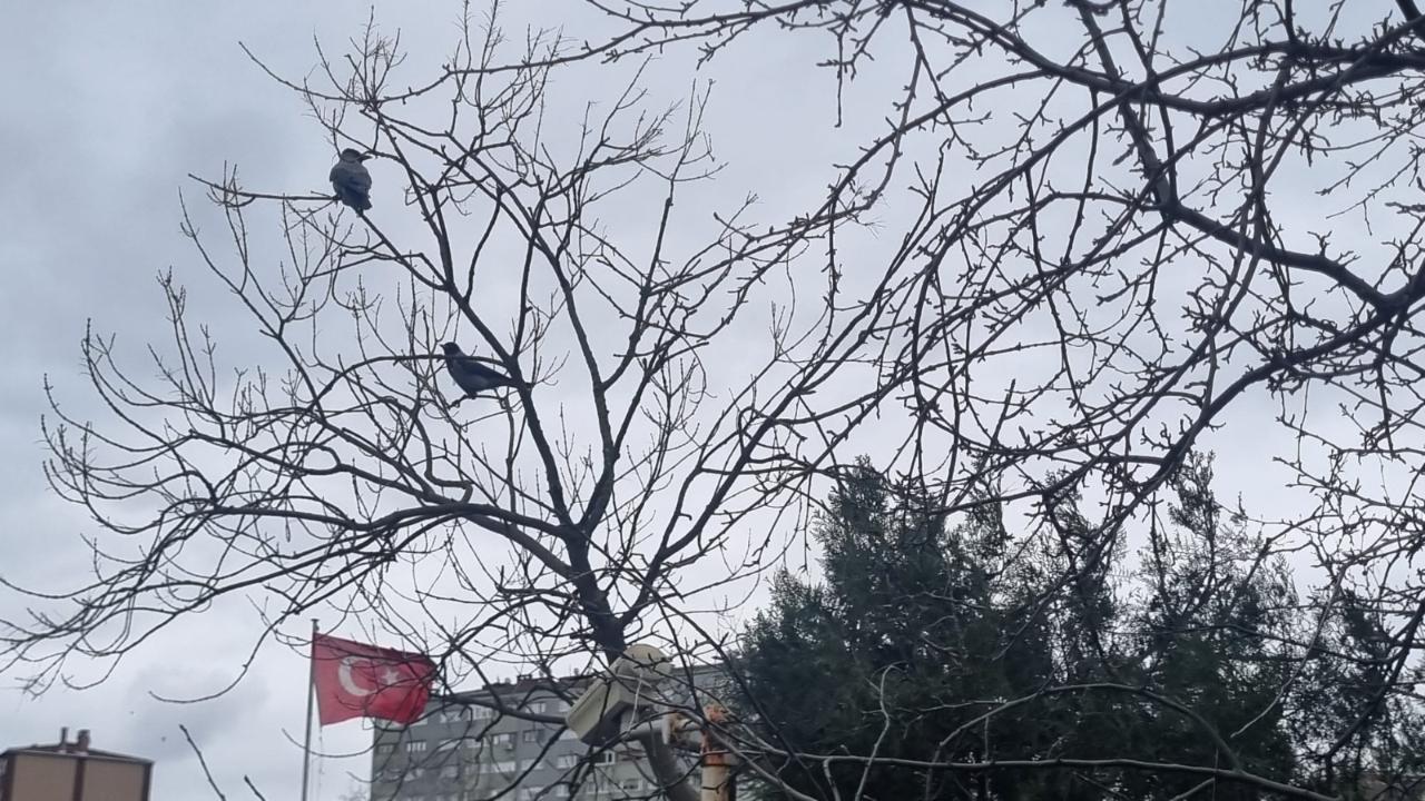 Iğdır’da Yağmur Ve Rüzgârın Ardından Görsel Şölen: Bayrak Ve Kuşlar Aynı Karede