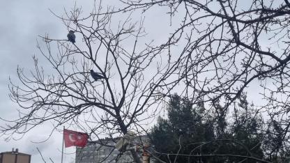 Iğdır’da Yağmur Ve Rüzgârın Ardından Görsel Şölen: Bayrak Ve Kuşlar Aynı Karede