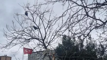 Iğdır’da Yağmur Ve Rüzgârın Ardından Görsel Şölen: Bayrak Ve Kuşlar Aynı Karede