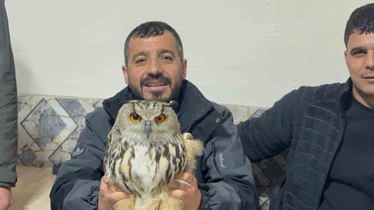 Kars’ta Yaralı ve Güçten Düşmüş Puhu Kuşu Koruma Altına Alındı