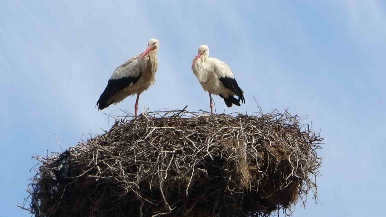 Muş Hasköy’de Leylek Yuvaları Baharın Gelişiyle Yeniden Şenlendi