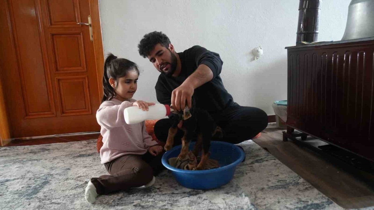 Muş'ta Besicinin Şefkat Eli: Evde Bebek Gibi Bakılan Oğlak