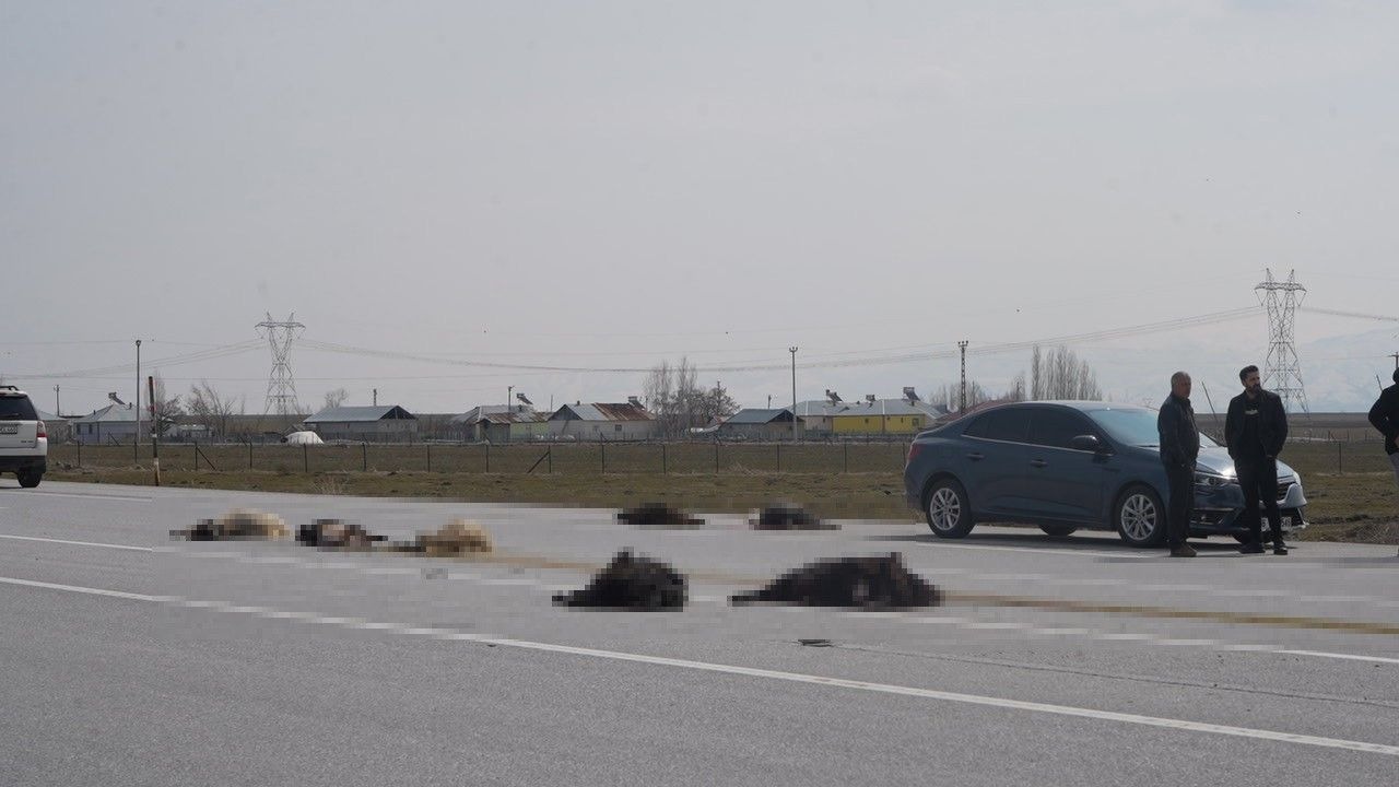 Muş'ta Katliam Gibi Kaza: Keçi Sürüsüne Çarpan Araç 10 Hayvanı Telef Etti