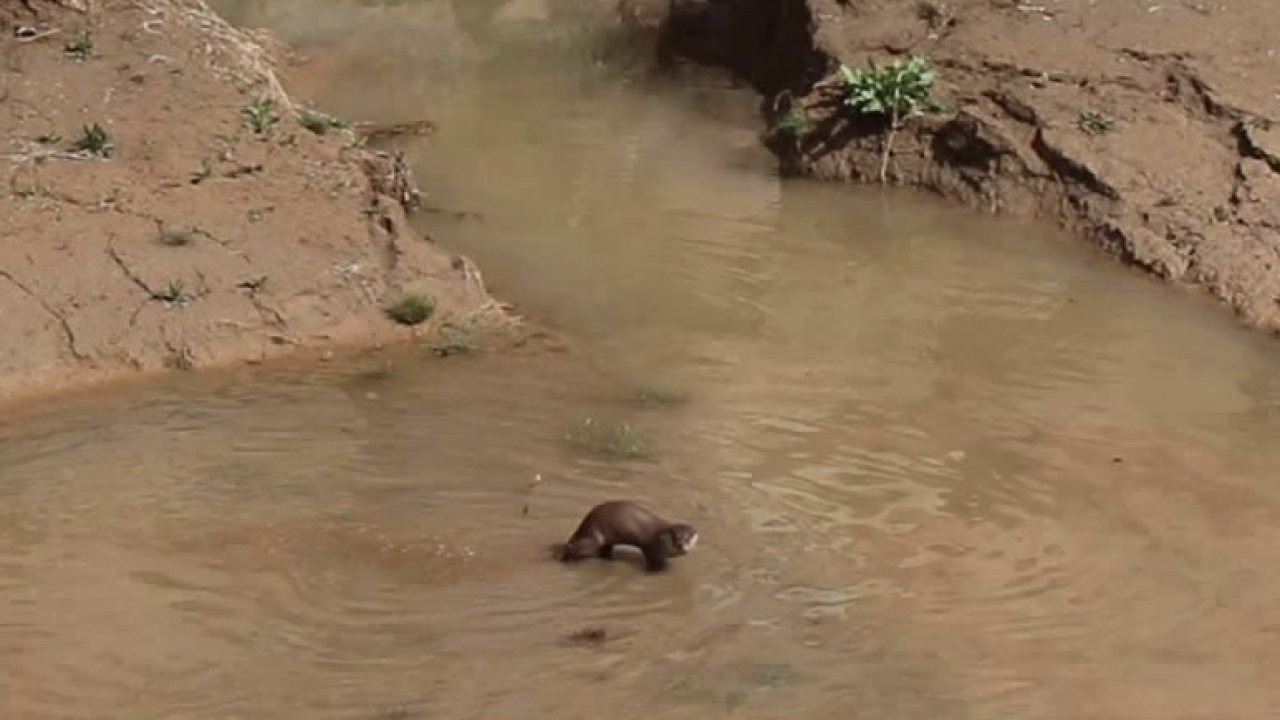 Ormanağzı Köyü’nde Doğa Sürprizi: Bahçe Temizliği Yapan Vatandaş Su Samuruyla Karşılaştı