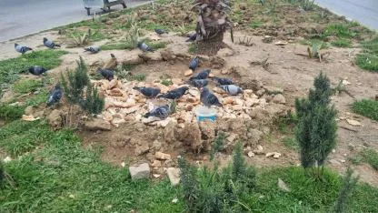 Iğdır’da Fırıncılardan Sokak Hayvanlarına Örnek Dayanışma