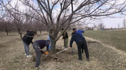 "Sarı Altın" İçin Bakım Zamanı: Iğdır’da Kayısı Ağaçları İlaçlanıyor