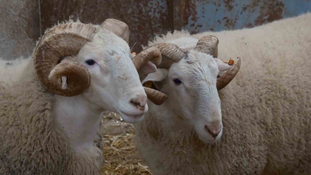 Türkiye’nin en değerli Damızlık Koç Satışları İçin Geri Sayım Başladı