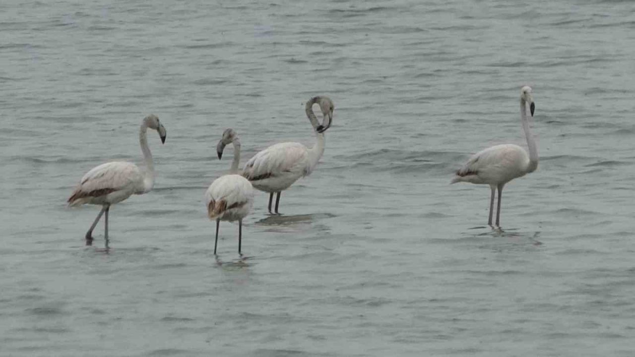 Van Gölü’nde Erken Misafir Telaşı: Allı Turnalar Bu Yıl Erken Geldi!