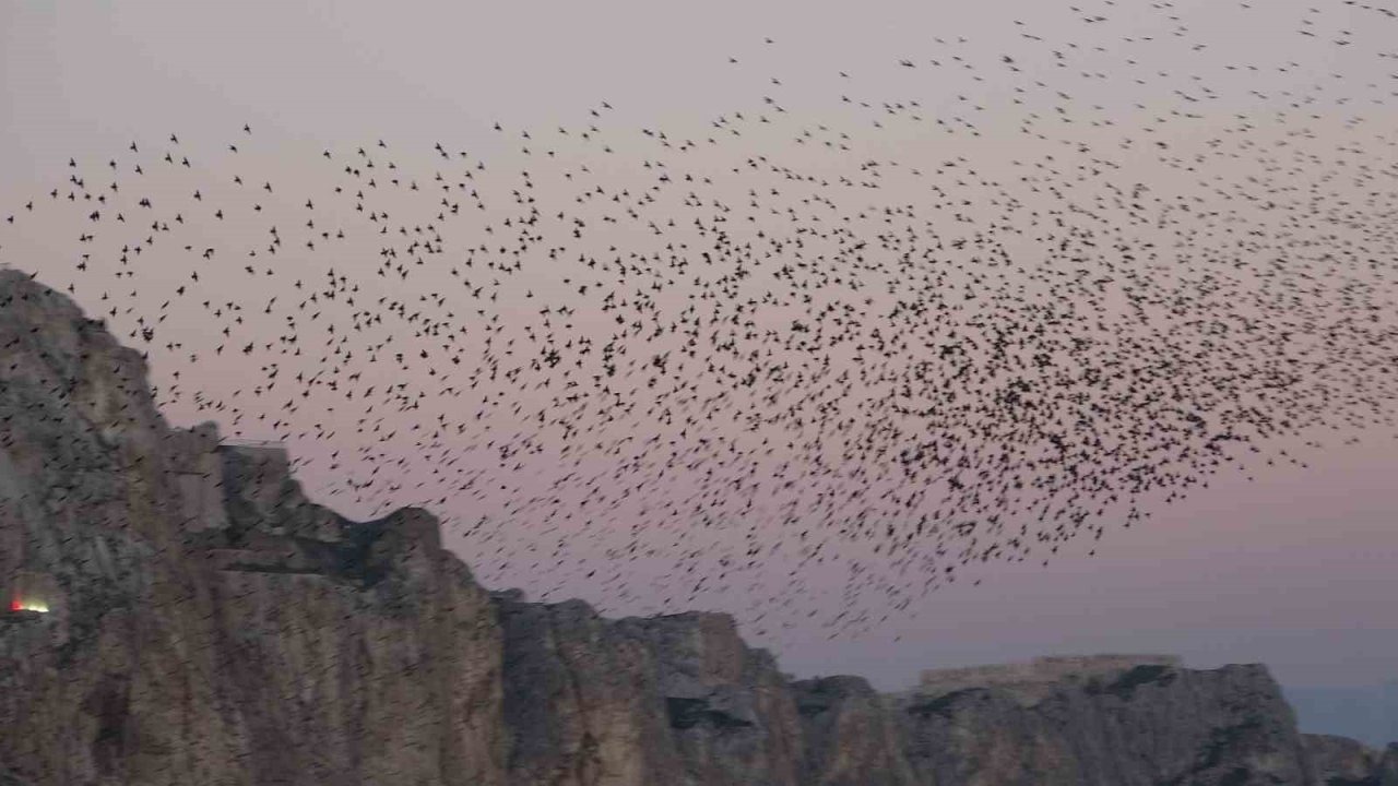 Van Kalesi’nde Sığırcık Kuşlarının Eşsiz Gökyüzü Dansı