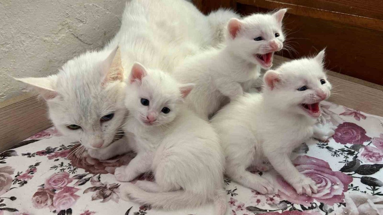 Van Yüzüncü Yıl Üniversitesi Van Kedisi Villası’nda 2026 Yılının İlk Yavru Heyecanı