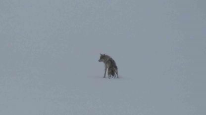 Kars’ta Karlı Arazide Tek Başına İlerleyen Kurt Kameralara Yansıdı