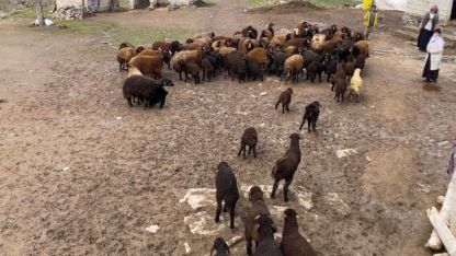 Patnos'ta Asırlık Gelenek: Kuzuların Anneleriyle Buluşması Renkli Görüntüler Oluşturdu