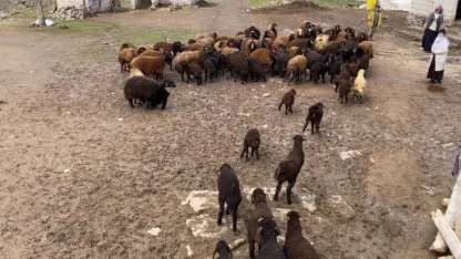 Patnos'ta Asırlık Gelenek: Kuzuların Anneleriyle Buluşması Renkli Görüntüler Oluşturdu