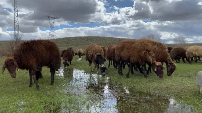 Patnos’ta Yüksek Ücretlere Rağmen Çoban Bulunamıyor