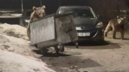 Sarıkamış’ta Bozayılar Yerleşim Alanına İndi: Çöp Konteynerlerini Karıştırdılar