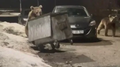 Sarıkamış’ta Bozayılar Yerleşim Alanına İndi: Çöp Konteynerlerini Karıştırdılar