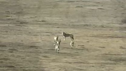 Ardahan’da Kurt Sürüsü Köy Yakınlarında Görüntülendi