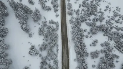 Doğanın Ressamı Sarıkamış’ta İş Başında: Sarıçam Ormanları Beyaz Gelinliğini Giydi