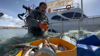 Van Balığının Nesli İçin Kritik Dönem: Yasak Başladı, Kaçak Avlanmanın Cezası 16 Bin TL Oldu