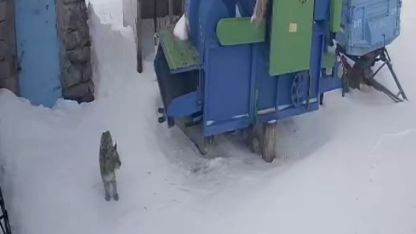 Doğanın Gizemli Kedisi Kapıya Kadar Geldi: Ardahan'da Nesli Tükenme Tehlikesindeki Vaşak Köyde Görüldü