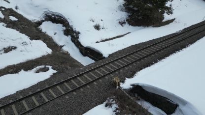 Önce Şaşırdı Sonra Poz Verdi! Kars'ta Boz Ayının Dronla İmtihanı Kamerada