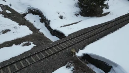 Önce Şaşırdı Sonra Poz Verdi! Kars'ta Boz Ayının Dronla İmtihanı Kamerada