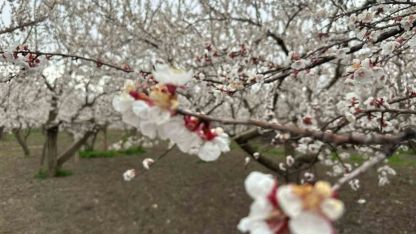 Beyaz Gelinliğini Giydi: Kağızman’da Kayısı Ağaçları Görsel Şölen Sunuyor