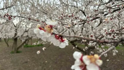 Beyaz Gelinliğini Giydi: Kağızman’da Kayısı Ağaçları Görsel Şölen Sunuyor