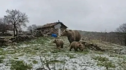 Kolbuca Köyü’nde Ayı Alarmı: Kış Uykusundan Uyandılar