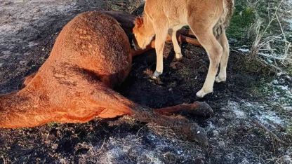 Doğanın En Acı Vedası: Ardahan’da Annesinin Cansız Bedenini Terk Etmeyen Yavru Tay Vatandaşları Ağlattı