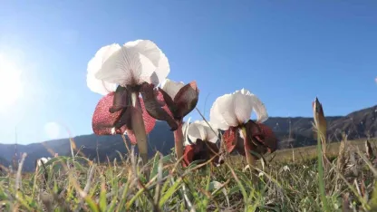Oltu’da Görsel Şölen: Baharın Müjdecisi Kurt Kulağı Çiçekleri Açtı