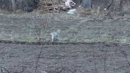 Doğanın Gizemli Misafiri Bu Kez Erzurum’da Görüldü