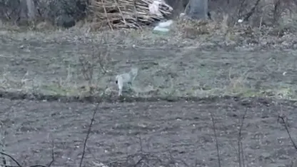 Doğanın Gizemli Misafiri Bu Kez Erzurum’da Görüldü