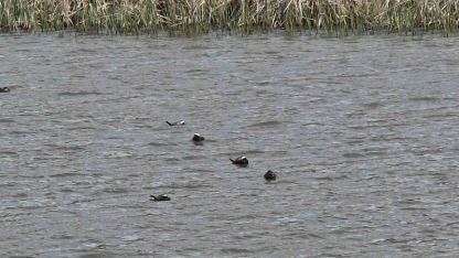 Mavi Gagalı Nadir Misafirler Erçek Gölü’nde