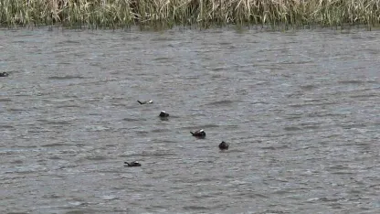 Mavi Gagalı Nadir Misafirler Erçek Gölü’nde