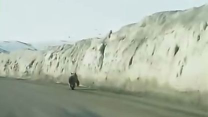 Gürpınar’da Dev Ayı Kamerada: Sürücüler Şaşkına Döndü